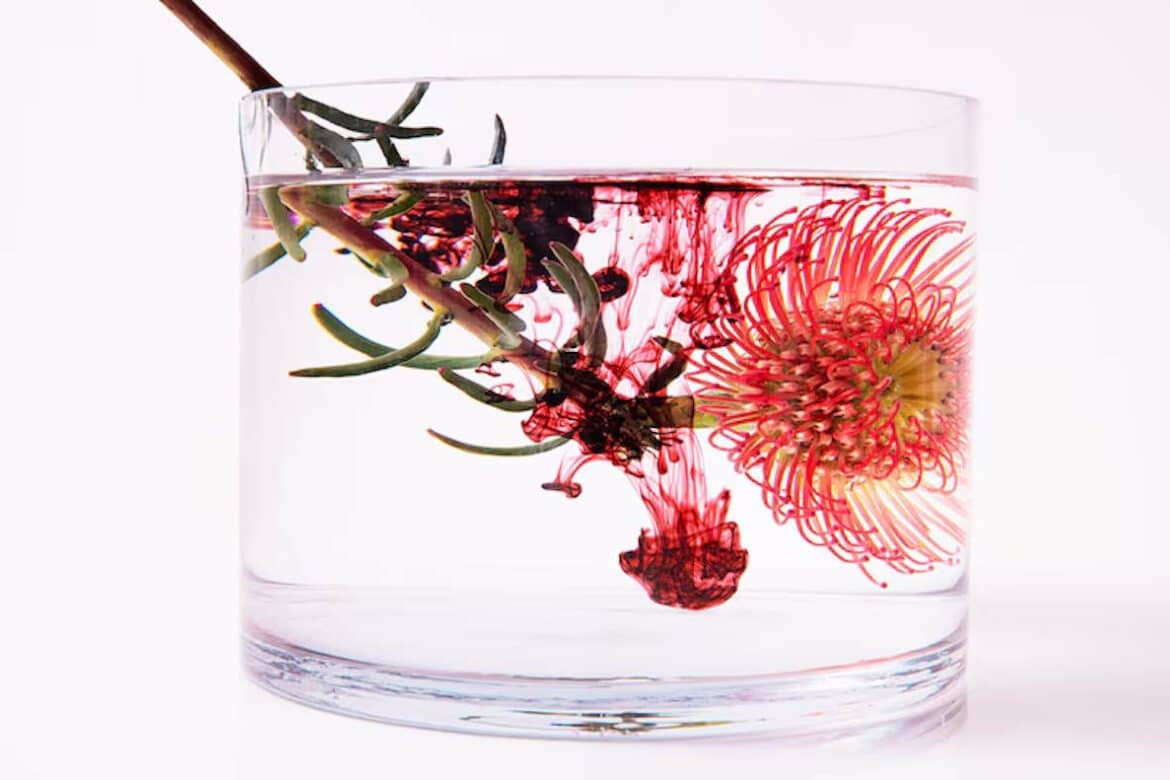 Une fleur de astaxanthine dans un verre d'eau